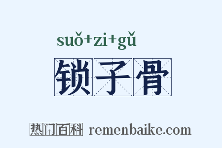 锁子骨是什么意思的图片